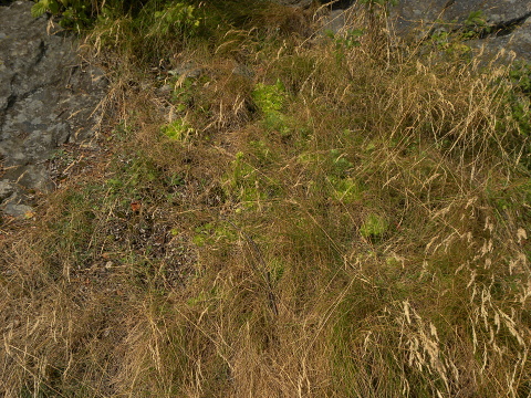 globiferum ssp. globiferum from Sepuska