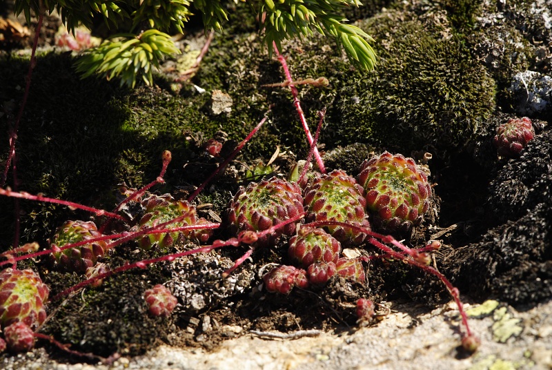 ciliosum ssp. octopodes from Stiv (N Abhang Steinmeer)