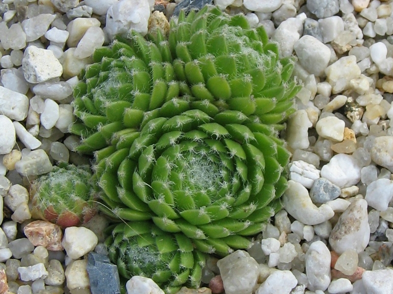 Katopia
