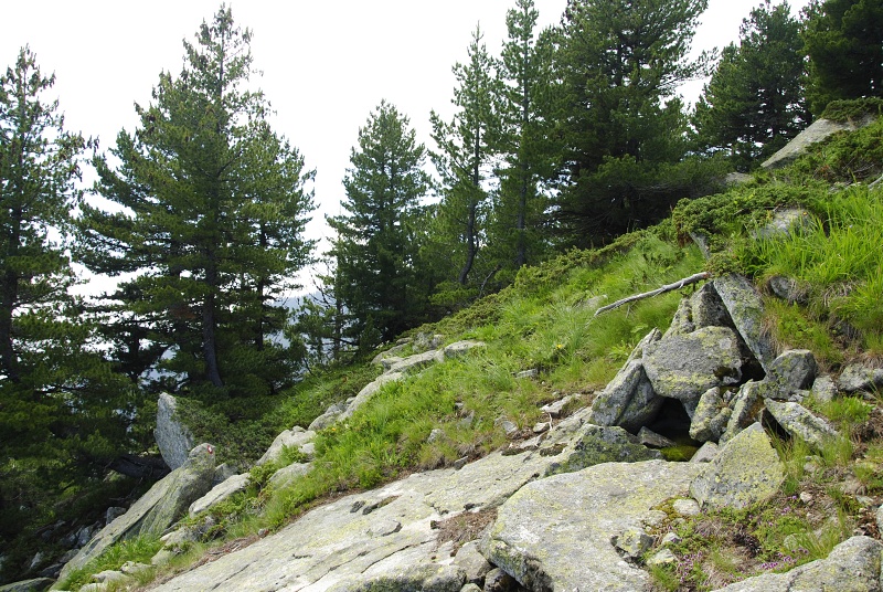heuffelii from Stiv, nördl. Abhang