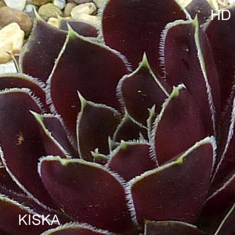 Kiska / Jovi