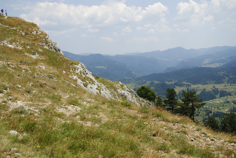 heuffelii from Yagodina, Ushite