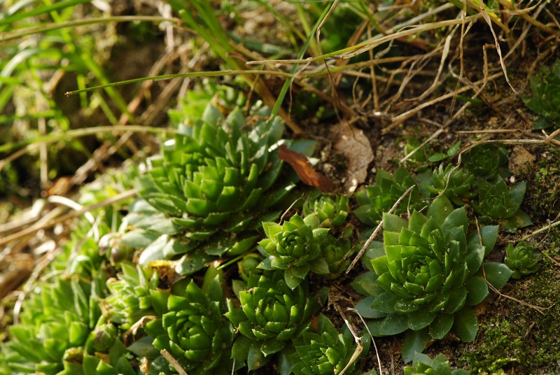 globiferum ssp. globiferum from Boseň, Burg Valečov