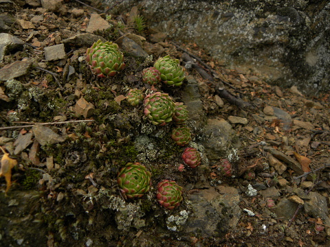 globiferum ssp. globiferum from Kamenec (Süd 2)