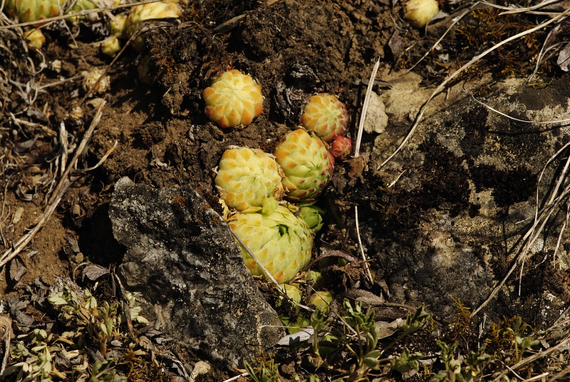 globiferum ssp. globiferum from road Srbsko - Karlštejn