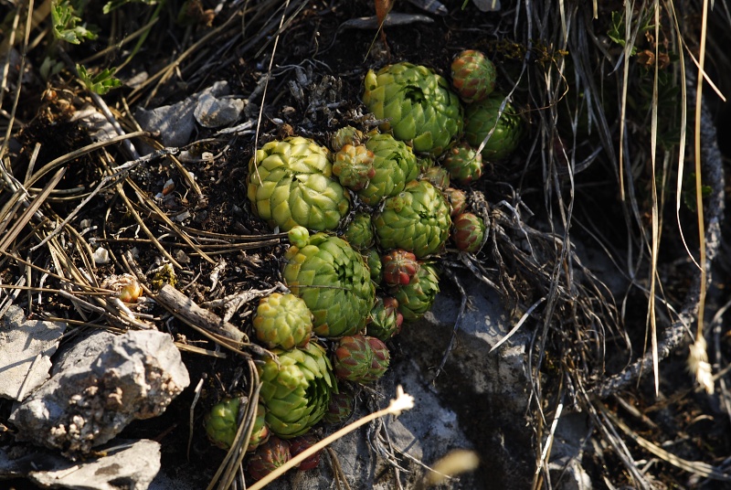 globiferum ssp. globiferum from Hostim, Vysoká stráň, unten