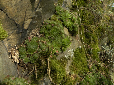 globiferum ssp. globiferum from Střela, Kralovický potok