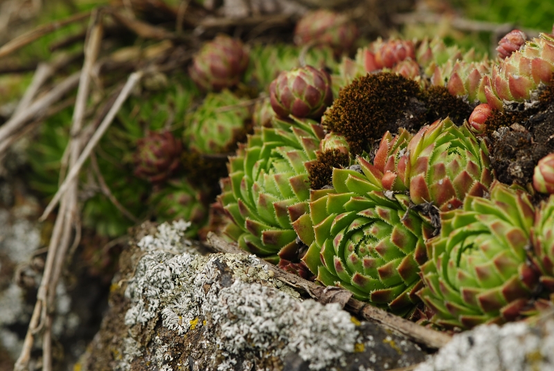 globiferum ssp. globiferum from Těšetice, südlich