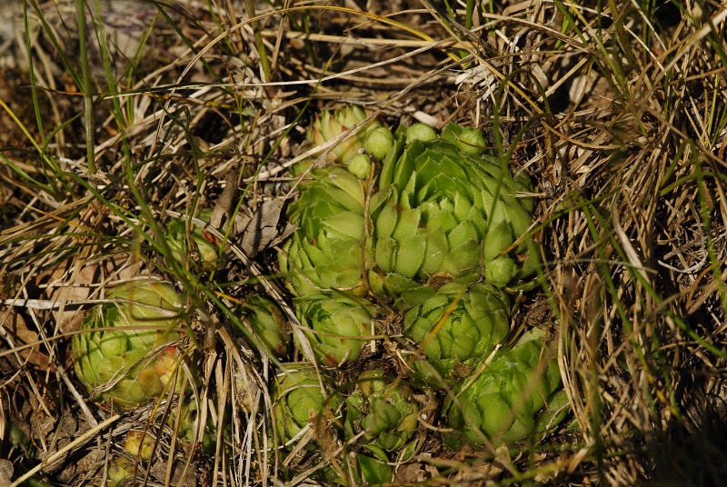 globiferum ssp. globiferum from Srbsko, nordöstlich