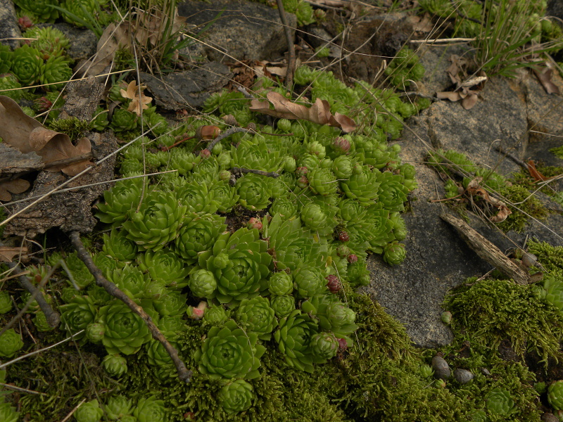globiferum ssp. globiferum from Třeboň, Svět