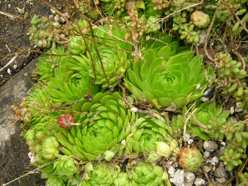 globiferum ssp. globiferum from Burg Žebrák, Točník