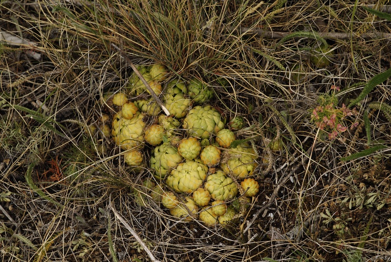 globiferum ssp. globiferum from Koněprusy, Jelínkův most