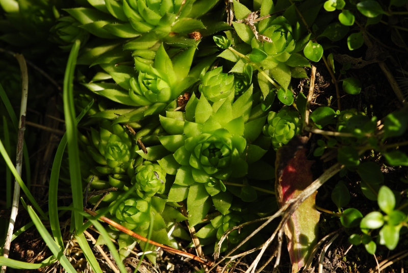 globiferum ssp. hirtum (preissianum) from Tomanova dolina