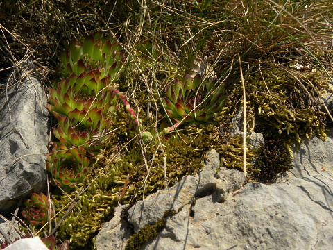 marmoreum from Korita