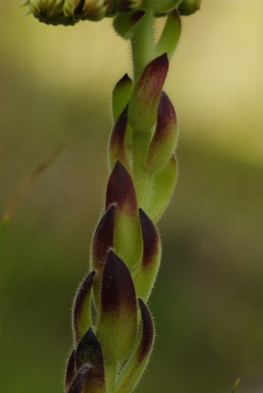 ciliosum x S. marmoreum from Lipova Livada (ü. d. Straße)