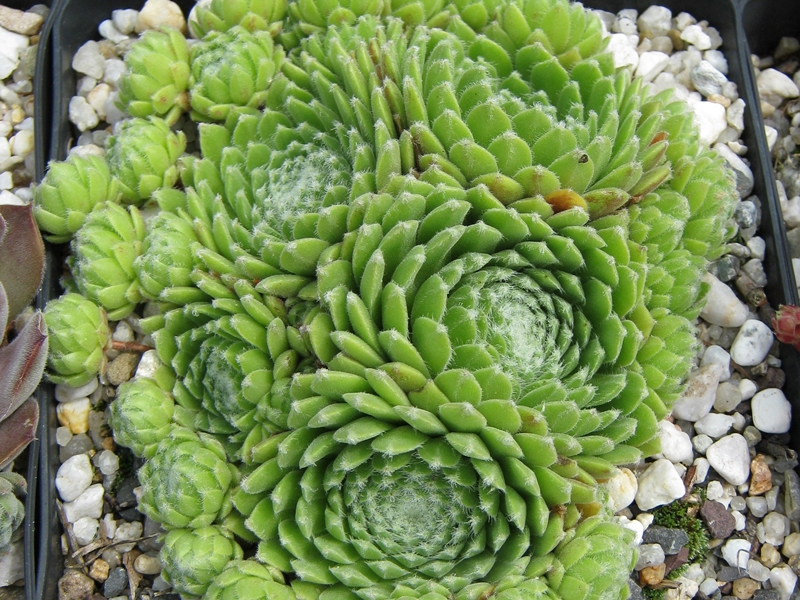 Katopia