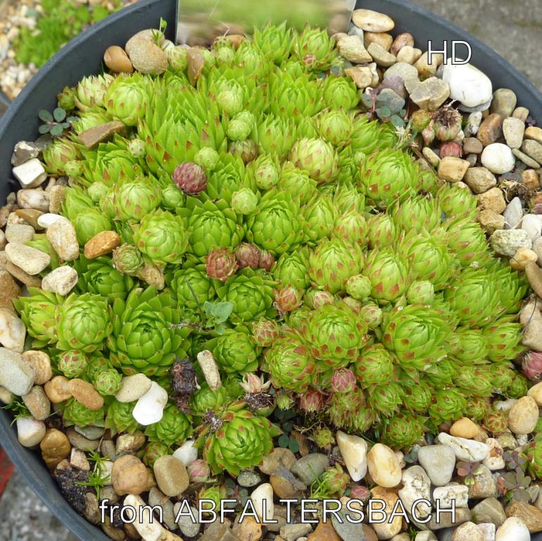 globiferum ssp. hirtum from Abfaltersbach