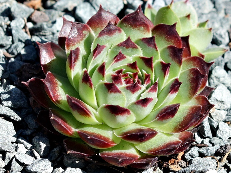 calcareum from Petite Céüse