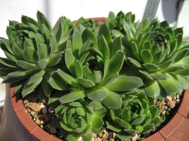cantabricum ssp. urbionense from Picos de Urbión