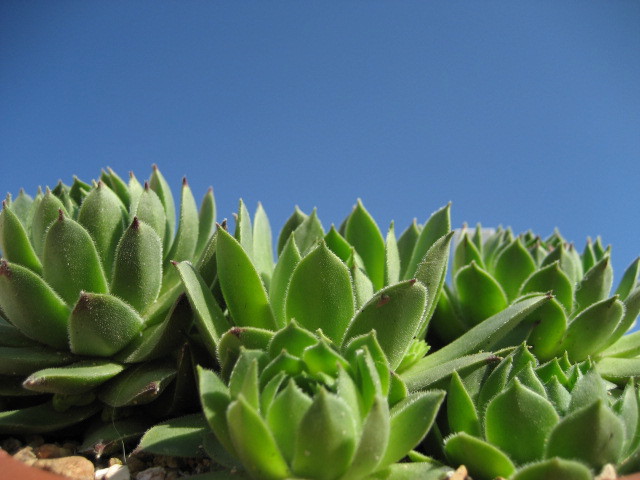 cantabricum ssp. urbionense from Picos de Urbión