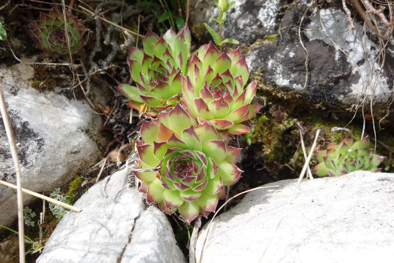 marmoreum from Durmitor NP (2 forms)