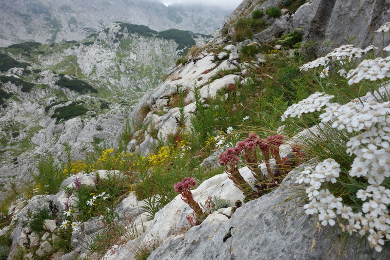 marmoreum from Durmitor NP (2 forms)