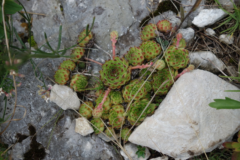 marmoreum from Durmitor NP (2 forms)