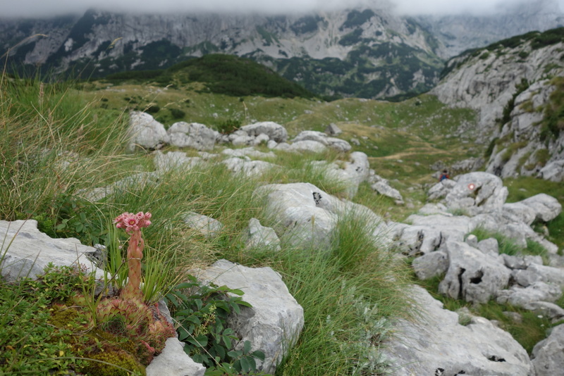 marmoreum from Durmitor NP (2 forms)