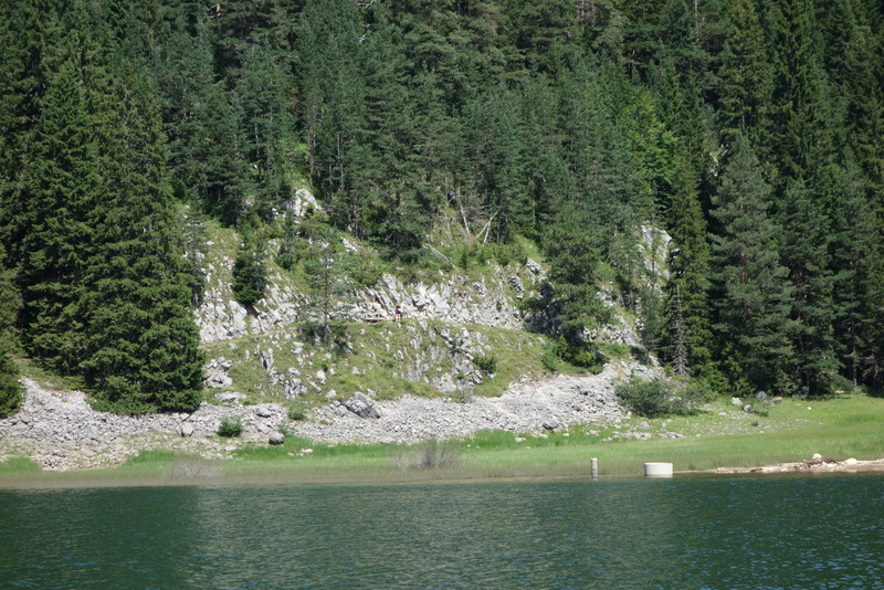 marmoreum from Durmitor NP (2 forms)