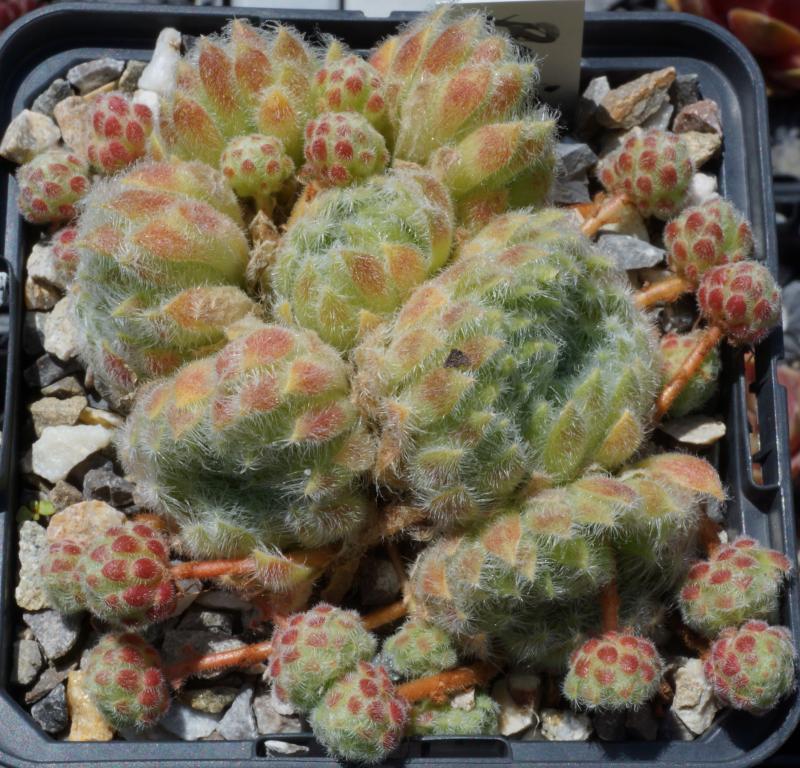 ciliosum ssp. ciliosum (borisii)