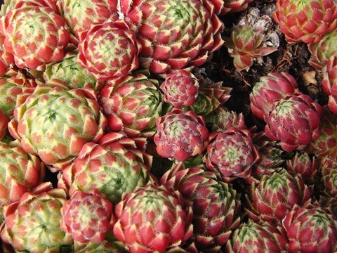globiferum ssp. hirtum from Krems