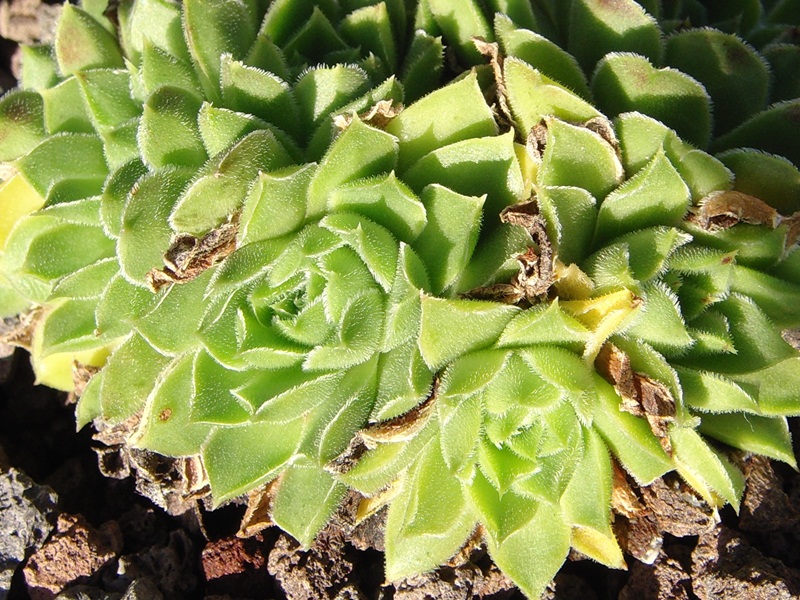 heuffelii from Pelister