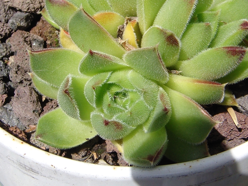 heuffelii from Pelister