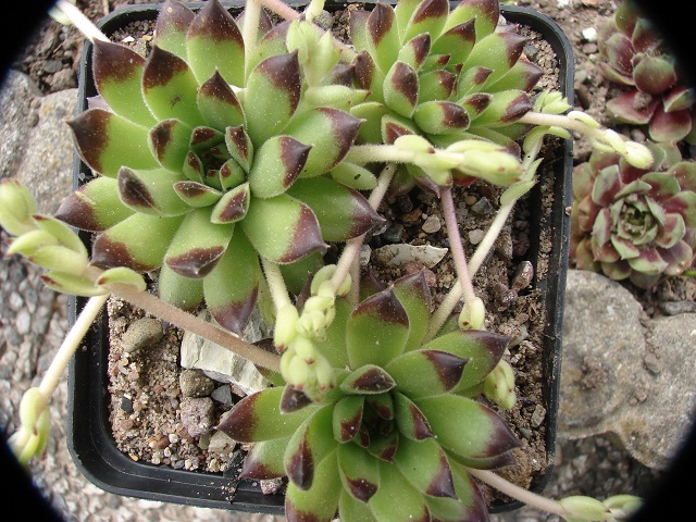 Karola