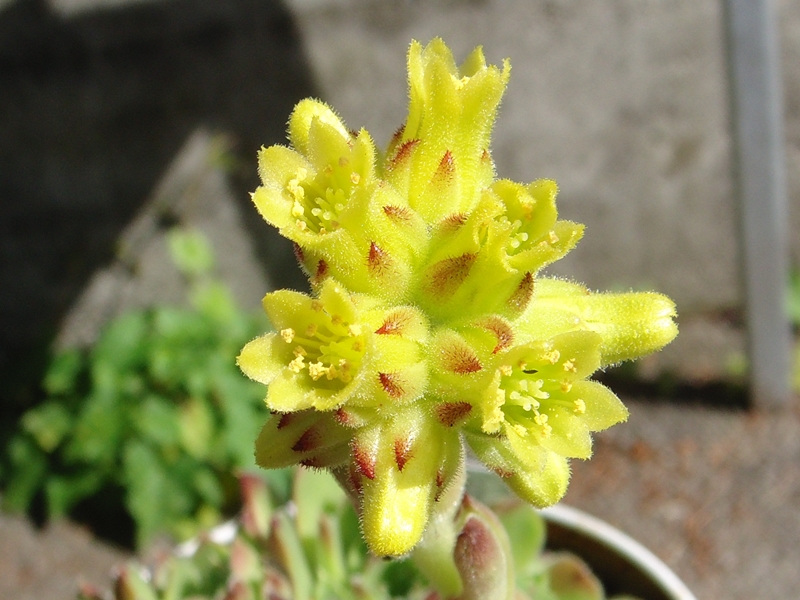 heuffelii from Pelister