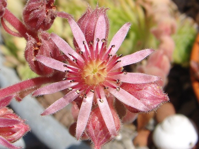 marmoreum (stoloniferum)