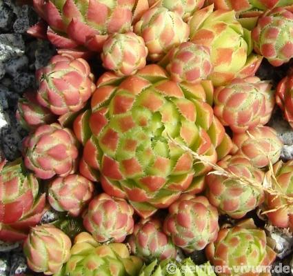 globiferum ssp. hirtum from Falere