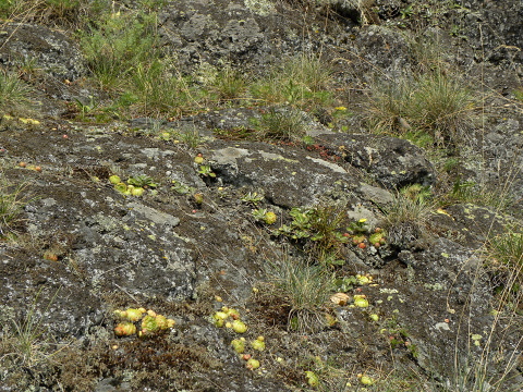 globiferum ssp. globiferum from Preitenštejn