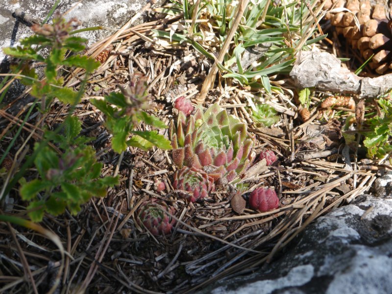 globiferum ssp. hirtum from Fischauer Berge