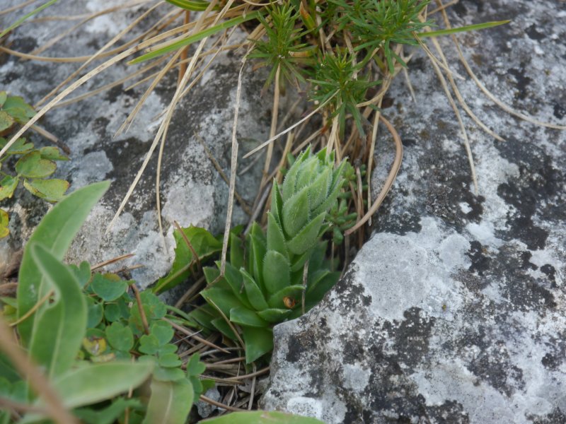 globiferum ssp. hirtum from Fischauer Berge