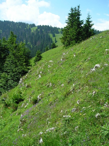 globiferum ssp. hirtum (preissianum) from Vyšné Šiprúňské sedlo