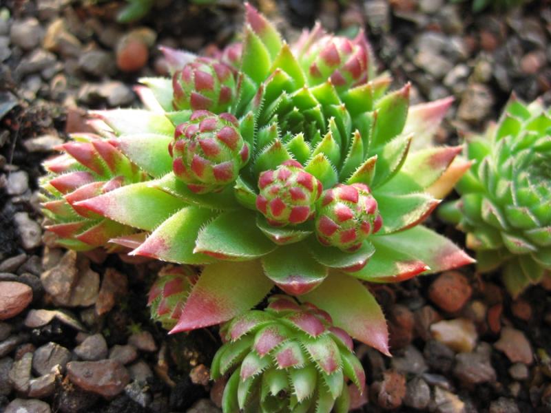 globiferum ssp. hirtum from Alpen