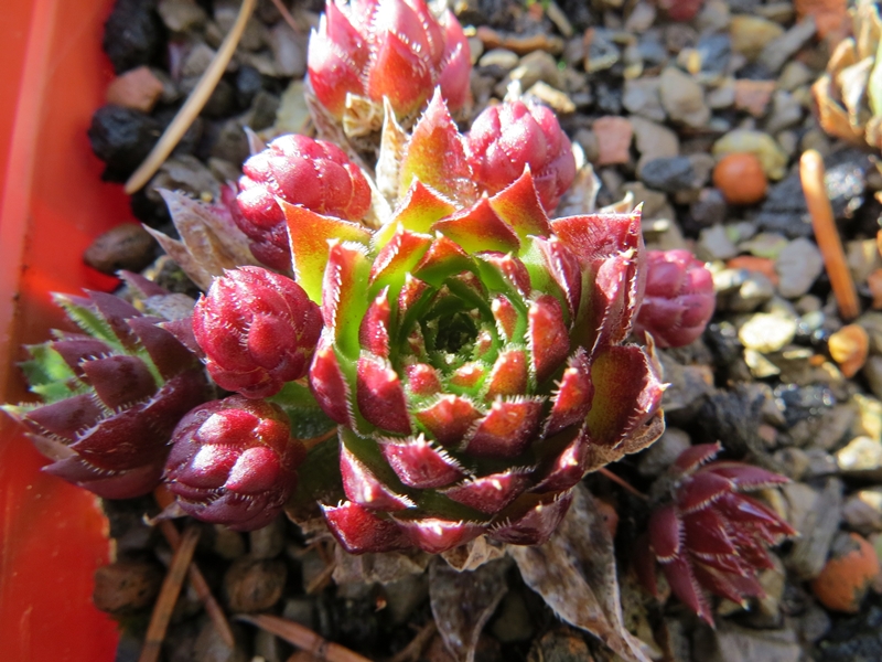 globiferum ssp. hirtum from Alpen