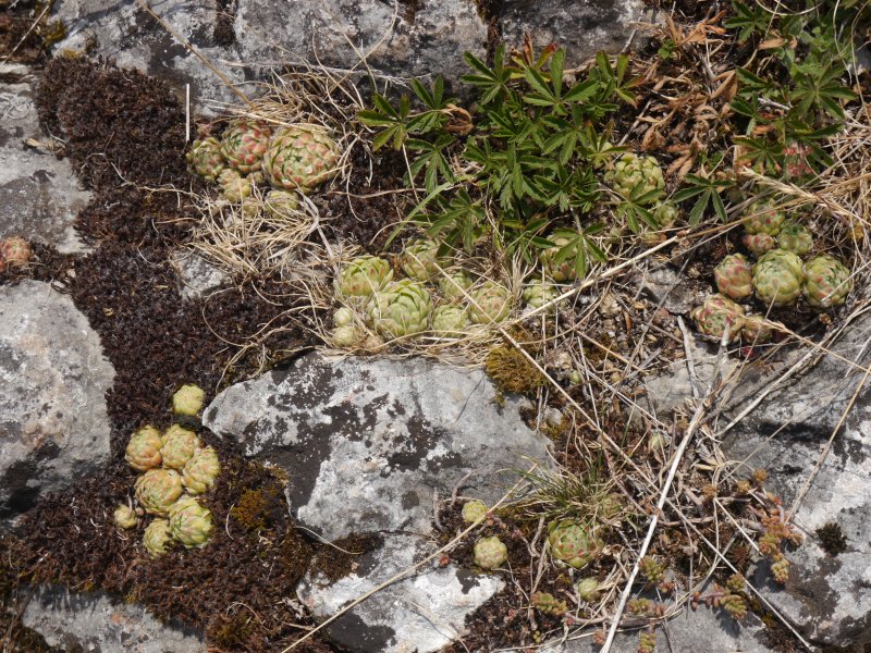 globiferum ssp. hirtum from Hohe Wand
