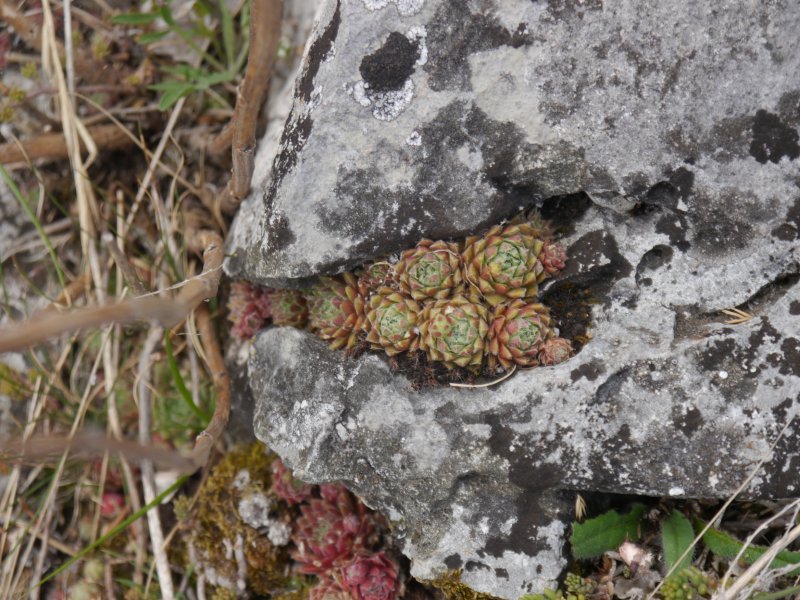 globiferum ssp. hirtum from Hohe Wand