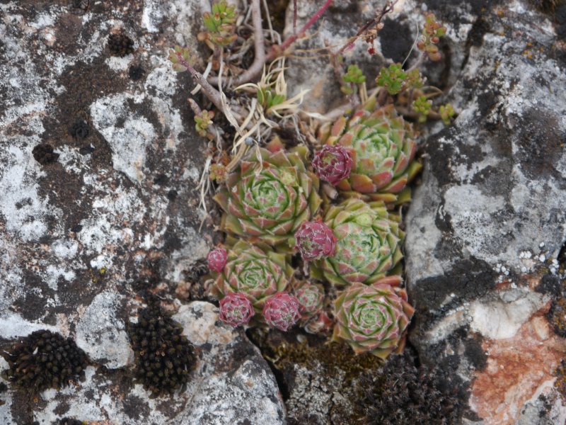 globiferum ssp. hirtum from Hohe Wand