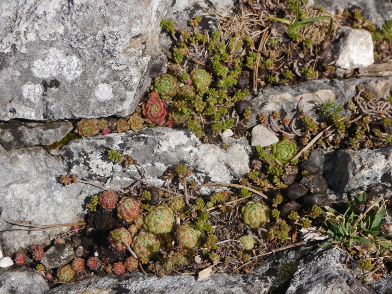 globiferum ssp. hirtum from Hohe Wand