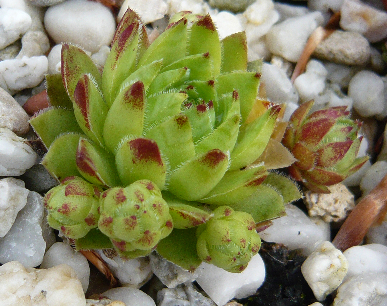 globiferum ssp. hirtum from Mecsek Mts