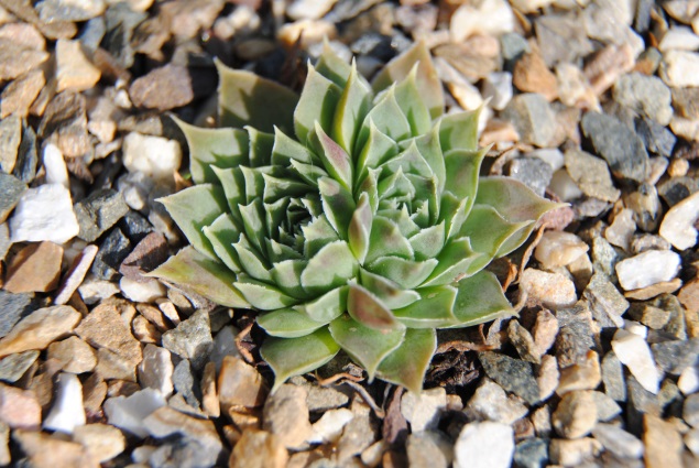 heuffelii from Korab