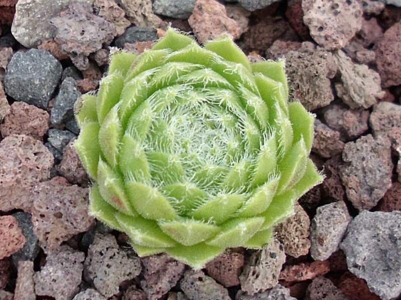 Kannos Cobweb